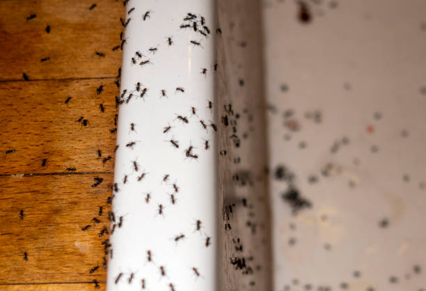 Best Spider Control Near Me  in Guyton, GA